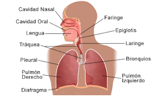 Musculos que intervienen en el proceso de la inspiracion